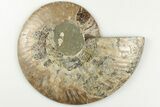 Cut & Polished Ammonite Fossil (Half) - Madagascar #200041-1